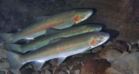 Steelhead Trout Vs Salmon Main Differences Ocean Info