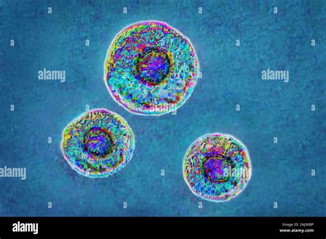 Mycoplasma Bacteria Hi Res Stock Photography And Images Alamy