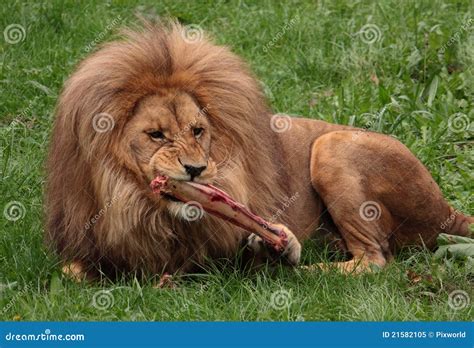 Hungry Lion Royalty Free Stock Photo - Image: 21582105