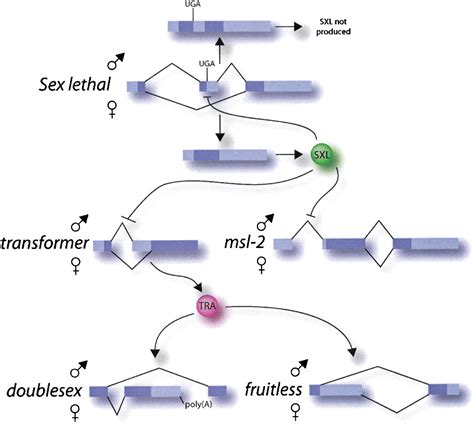 Sex AGility And The Regulation Of Alternative Splicing Cell