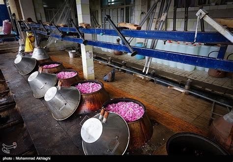 Photos Rose Water Distillation In Irans Central City Of Kashan