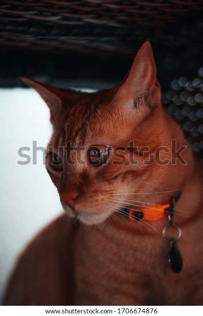 Cute Cat Under Table Stock Photo 1706674876 Shutterstock