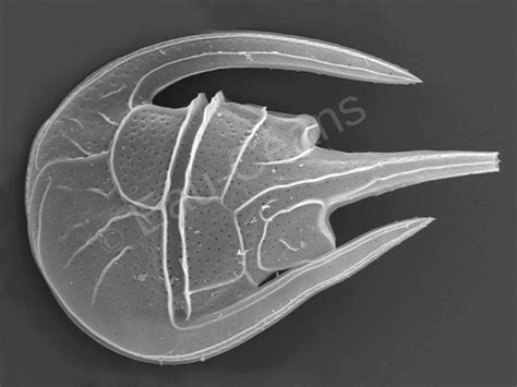 Eau Céans Conférence sur les algues microscopiques