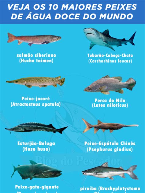 Top Maiores Peixes De Gua Doce Blog Do Pescador