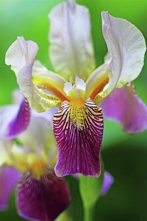 Purple And Yellow Iris I Photograph By Debbie Oppermann Fine Art America