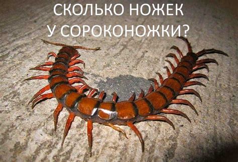 Сколько ног у сороконожки на самом деле?