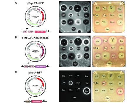 New Reporter Constructs PTrpL2A RFP A PTrpL2A Katushka2S B And