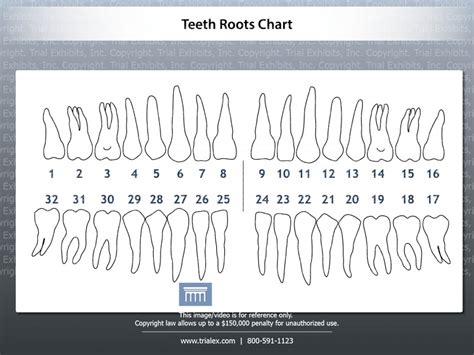 Teeth Roots Chart - TrialQuest Inc.