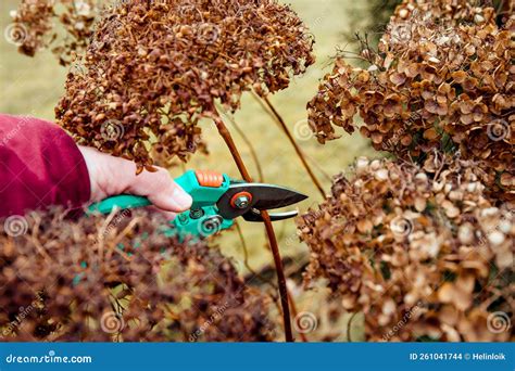 Person Cut Old Hydrangeas Flowers Down Before The Winter Stock Photo
