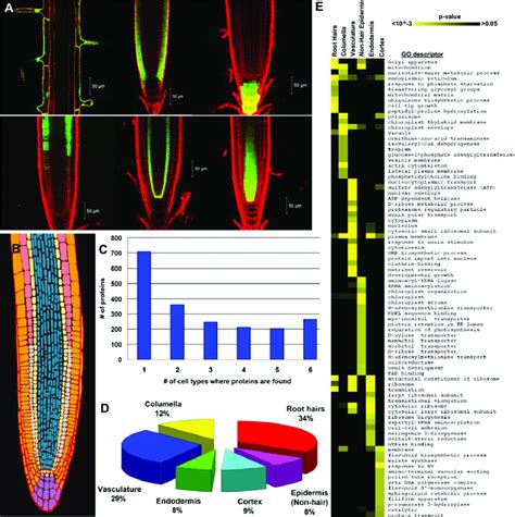 The Arabidopsis Root Cellular Proteome A Confocal Images Of Cell