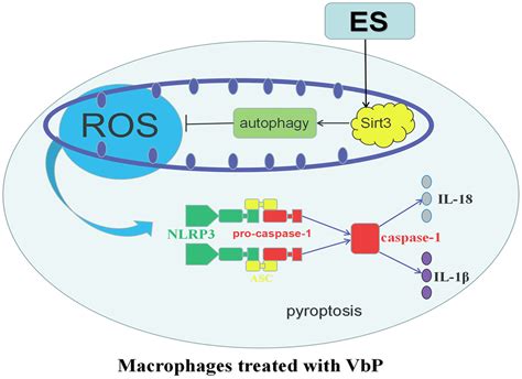 Electrical Stimulation Inhibits Val Boropro Induced Pyroptosis In Thp 1 Macrophages Via Sirtuin3