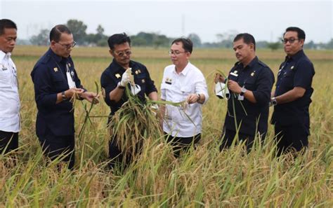 Panen Raya Berhasil Stock Beras Aman Jagad Tani Petaninya Milenial