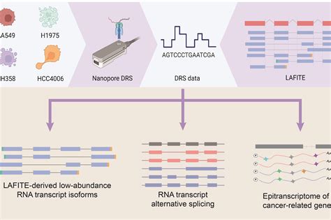 Cuhk Scholar Pioneers New Method To Accurately Identify “low Abundance Rna Transcripts” A