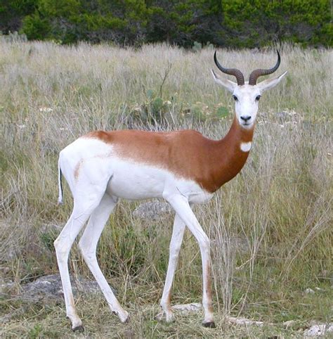 Banco de imagens natureza animal animais selvagens mamífero fauna