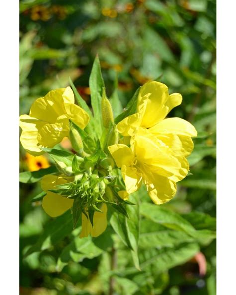 Oenothera biennis seeds