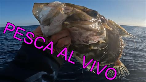 Pesca Al Vivo Usamos Jurel De Carnada Youtube