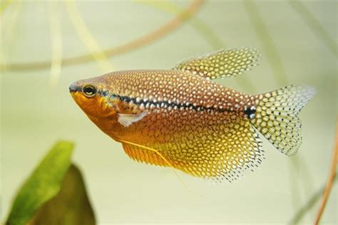 7,534 Climbing Fish Royalty-Free Photos and Stock Images | Shutterstock