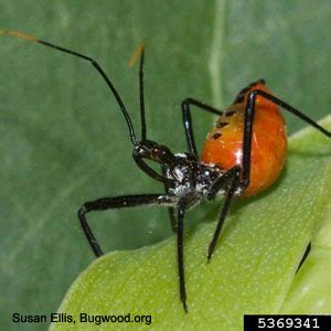 Wheel bug | Arthropod Museum