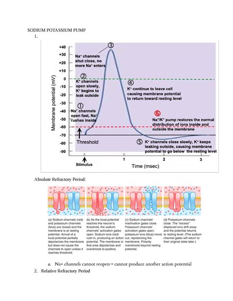 Sept Notes Dr John Cummings Sodium Potassium Pump Absolute