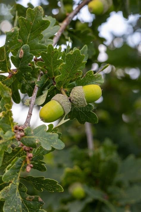 Oak Leaf Acorn On Oak Tree Background Stock Photo Image Of Bokeh