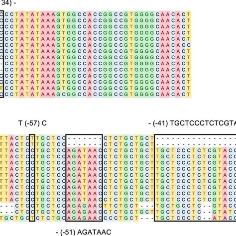 Sequence Alignment Of VRN A3 Alleles VRN B3 VRN D3 And VRN H3 At The