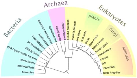 Définition Phénétique Méthode de classification du vivant basée sur