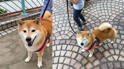 Hasta siempre Cheems Muere Balltze el famoso perrito que conquistó