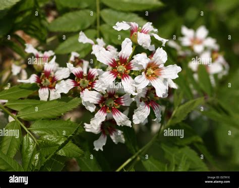 Chinese Flowering Chestnut Shiny Leaf Yellowhorn Yellow Horn Or