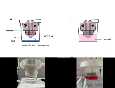 A New Preservation Device That Preserves The Cornea While Separating Download Scientific