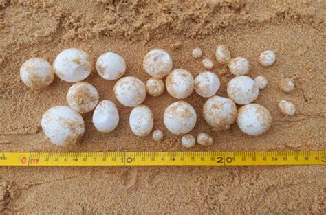 Bangkok Post 118 Turtle Eggs Found On Phangnga Beach