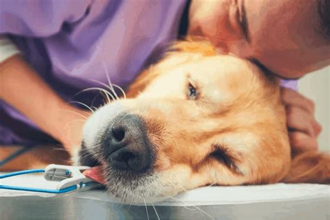 How Much Does It Cost To Put A Dog Down At Vet At Judy Bearden Blog