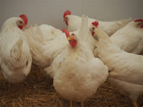 Ferme pédagogique du Lycée Agricole de Saint Maximin Foire de Brignoles