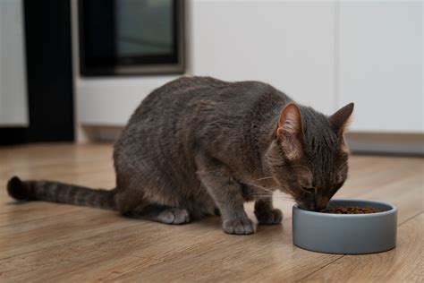 Como Estimular A Hidratação Dos Gatos Dicas Para Manter Seu Felino