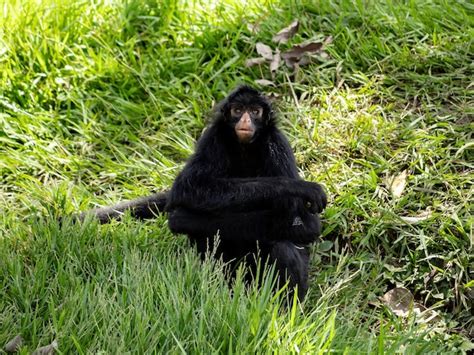 Macaco aranha preto de cara preta da espécie ateles chamek Foto Premium