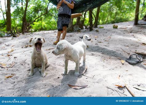 Adorable Golden Retriever Puppies on the Beach. Stock Image - Image of ...