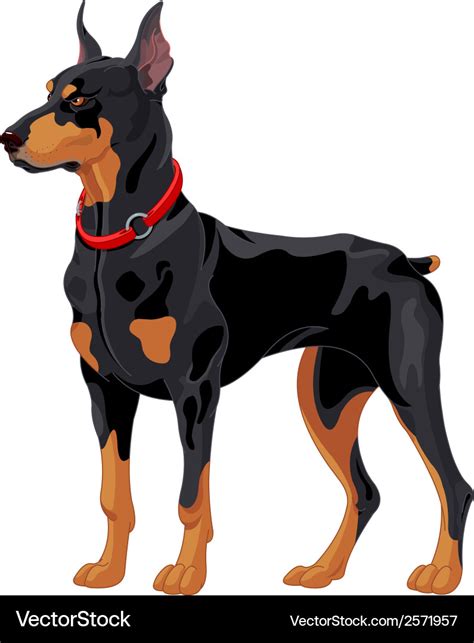 Doberman Guard Dog Royalty Free Vector Image Vectorstock