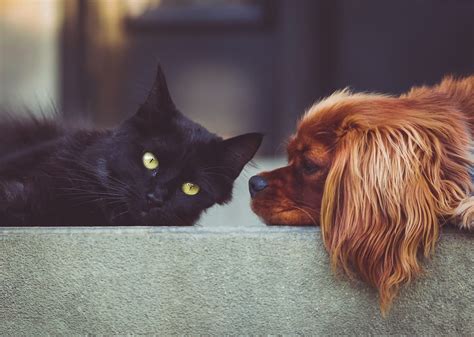 Races De Chiens Qui Sentendent Bien Avec Les Chats Rover Blog