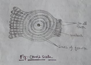 Different types of fish scales: Placoid scale, Ctenoid scale, Cycloid ...