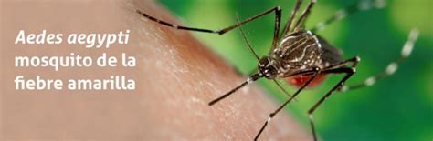 El Mosquito De La Fiebre Amarilla Aedes Aegypti Biogents Ag