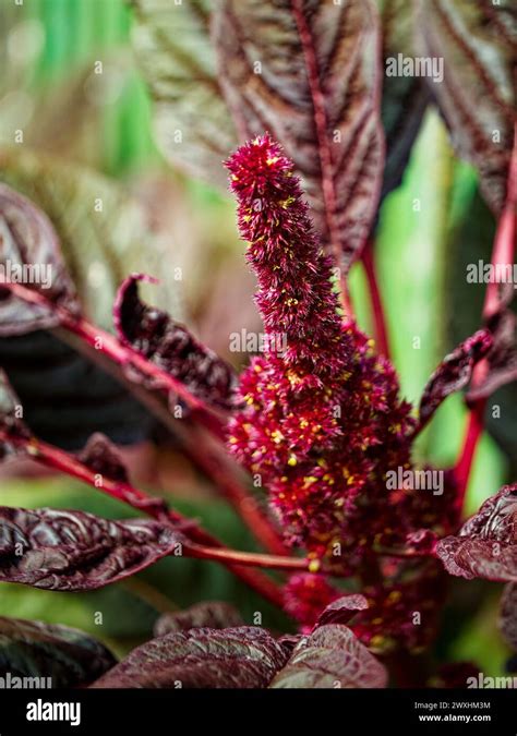 A Vibrant Red And Purple Flower Amidst Dark Green Leaves Showcasing Intricate Details And