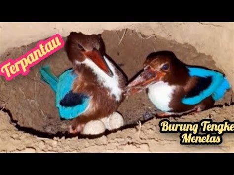 Memantau Sarang Burung Tengkek Udang Berada Di Dalam Lubang Tanah