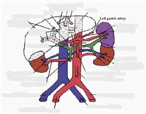 Diagram Review Abdominal Vessels And Organs Final Exam Photo Review Final Exam Review Diagram