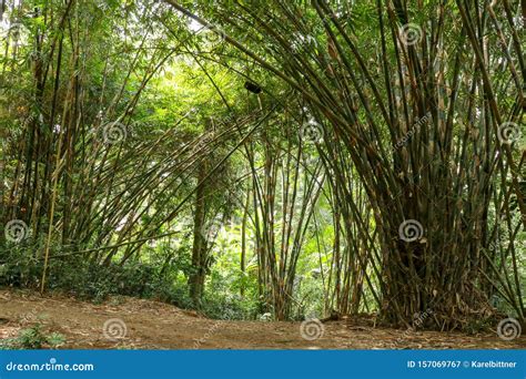 Green Bamboo Trees Branches In Green Forest Asia Plants Patterns