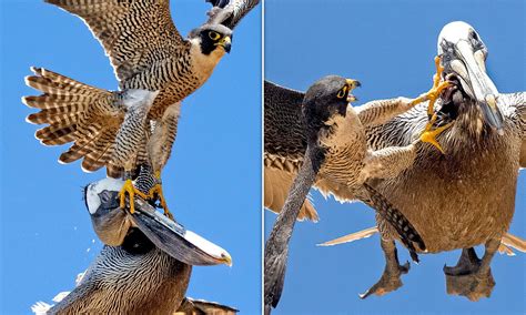 Peregrine Falcon Attacking Pelicans