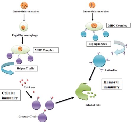 Cell Mediated And Humoral Immunity