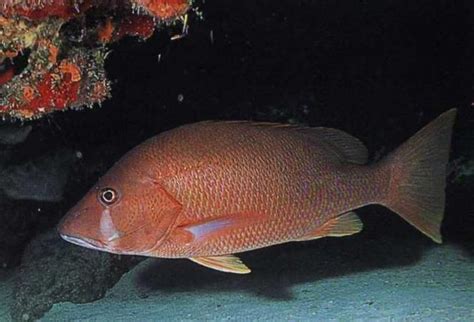 Lutjanus Purpureus Southern Red Snapper