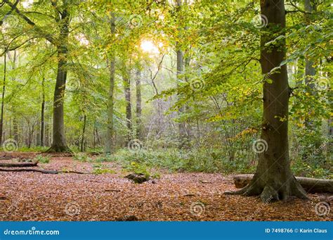 Autumn sunset forest stock photo. Image of season, green - 7498766