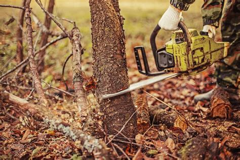 Cutting Trees Down Knowing When The Time Is Right Vancouver Island