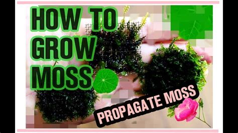 How To Be A Moss Farmer Moss Propagation 101 Youtube