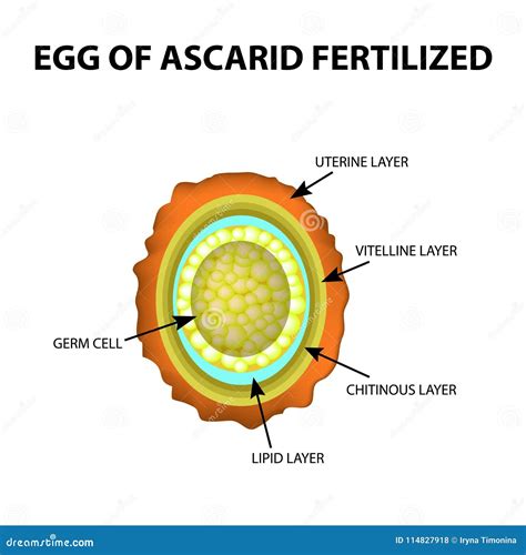 The Egg Of The Roundworm Is Fertilized Structure Of Ascaris Eggs